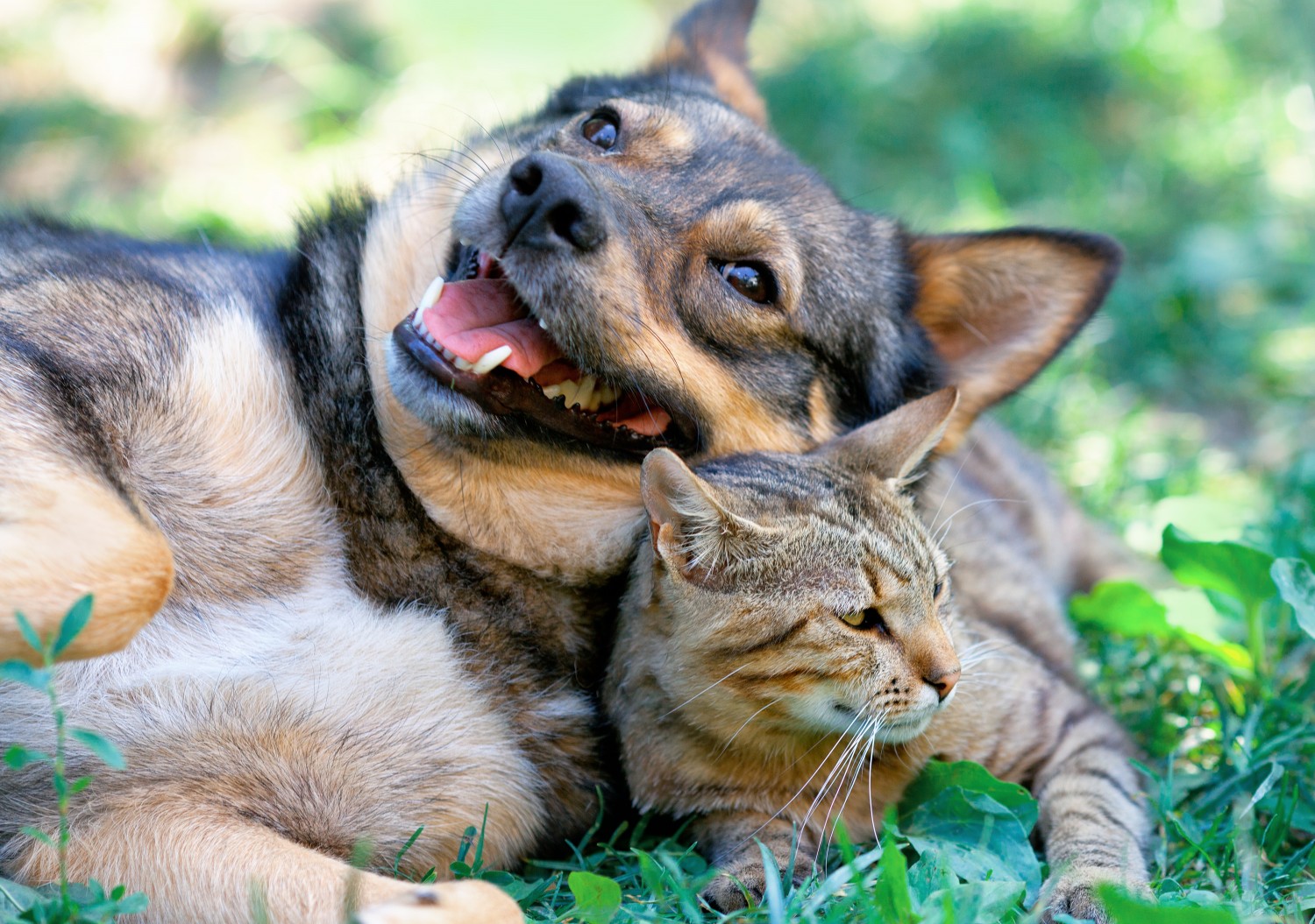 cat and dog