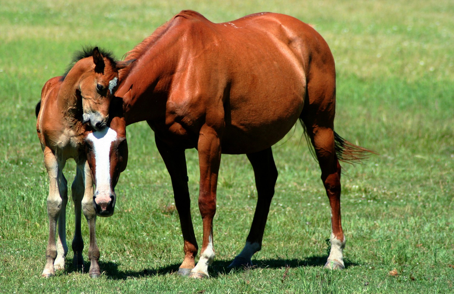 2 horses in field